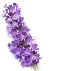 Kneipp Badkristallen Relaxing Lavendel 600 gr